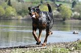 BEAUCERON 659